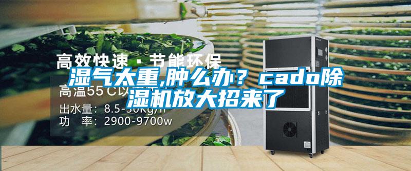 濕氣太重,腫么辦？cado除濕機放大招來了